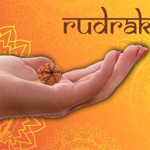 Why Wearing Rudraksha is Important in Today’s Time?